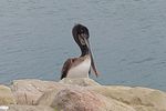 Pretty Pelican Posing?